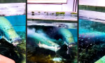 Wurstsaug-Effekt im Aquarium