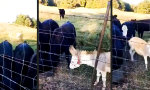 Funny Video : Keine Gnade am Futtertrog