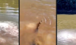Lustiges Video : Da mal kurz die Füße ins Wasser halten