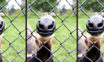 Funny Video : “E.T. durch den Zaun telefonieren”