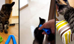Funny Video : Fifty Shades of Miau