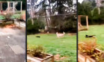 Funny Video - Der Garten muss verteidigt werden