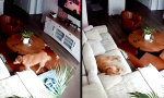 Lustiges Video : Was der Hund macht, wenn keiner hinschaut