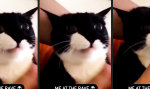 Funny Video : Nach diesen Pillen gibt es keinen Kater