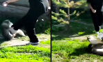 Funny Video : Im Hof regelt das der Hahn, nicht die Katze