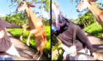 Funny Video : Bambi nimmt Wegezoll