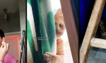 Lustiges Video : Die Hauskatze als lückenlose Aufsicht