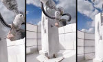 Der Gehilfe hat einen Motor bekommen
