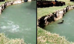 Lustiges Video : Kopfsprung ins Kollektiv
