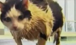 Movie : Katze vs Nachrichtensprecherin
