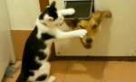 Lustiges Video - Katzen sind Monster