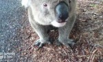 Lustiges Video : Gib dem Koala nen Schluck ab