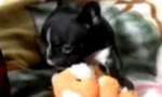 Funny Video : Donald Pug