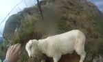 Movie : Rettung eines Schafs