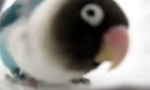 Funny Video - Nur ein Vogel...