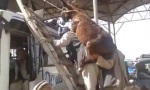 Movie : Tiertransport in Pakistan