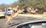 Asylantrag einer Antilope...