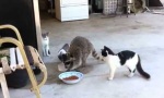 Waschbär klaut Katzenfutter
