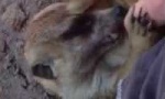 Movie : Kitzliges Erdmännchen