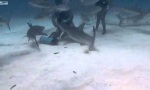 Funny Video - Der Hai-Zahnarzt