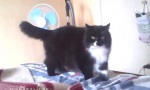 Funny Video : No-Peace-Katze