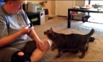 Lustiges Video : Katzenübersetzer