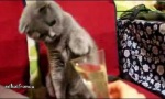 Katze liebt Champagner