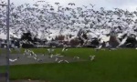 Funny Video - Gänse-Tsunami