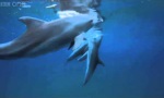 Dolphins on Drugs