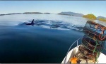 Movie : Orca Fly By