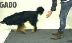 Movie : Magie für Hunde